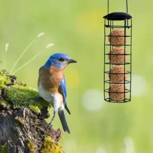Mangeoire à boules de graisse avec support pour oiseaux